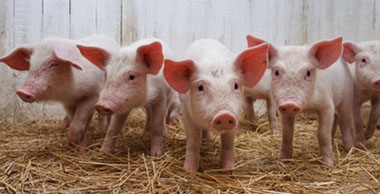 河南：2020年生猪出栏率提高到160%，规模养殖比重提高到72%