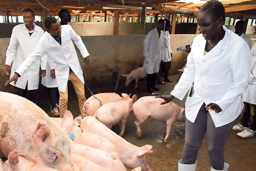 看国外 | 肯尼亚兽医分享：猪场投产前，务必咨询专业人士