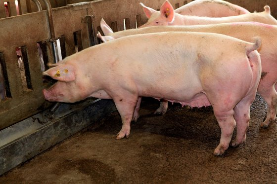 看国外 | John Gadd：增强生猪免疫力，猪场可以怎么做？