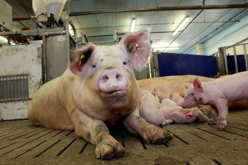 看国外 | 生猪福利研究：猪是否有乐观或悲观情绪