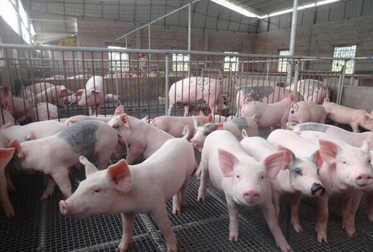 综合报道 | 9家上市猪企发布5月份生猪销售简报，累积381.32头