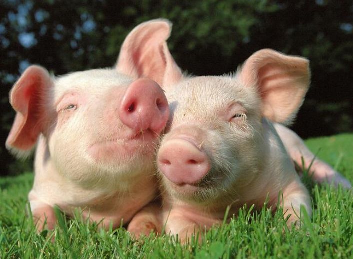 农业农村部：2025年猪肉自给率将保持在95%左右