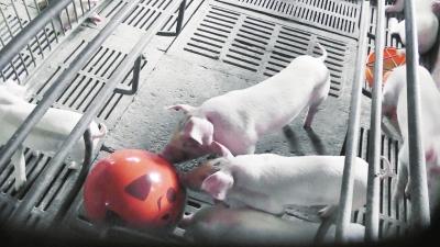 2018年欧盟将禁止生猪无麻醉阉割？