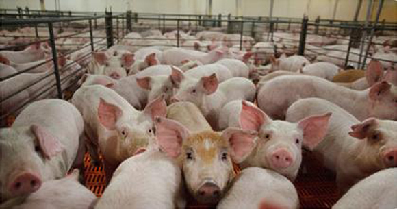美国玉米带发展生猪养殖的做法与启示