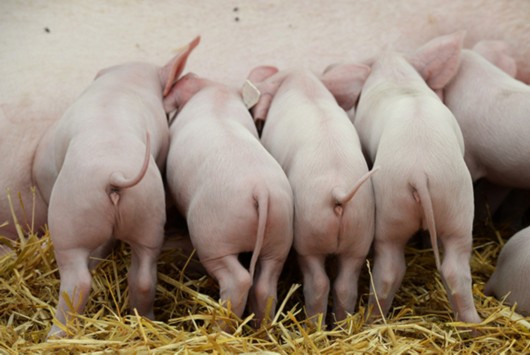 研究：哪种饲料加工方式可以提高猪对能量的吸收率？